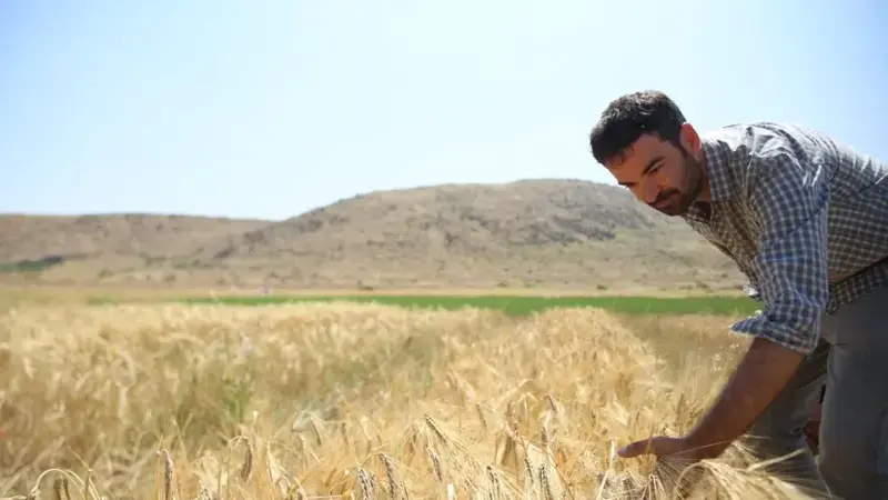 Dr. Miguel Sanchez-Garcia examines a barley trial in Tunisia. Photo: Luis Salazar/Crop Trust