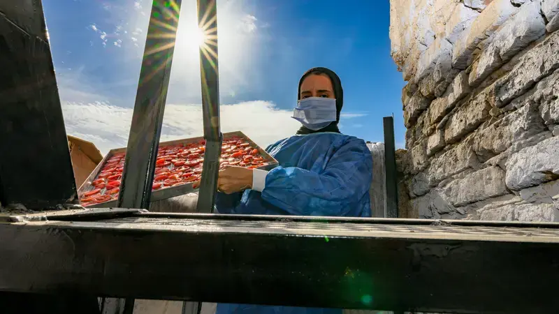 Tomato drying is one of the post-harvest processes for enhancing the crop value, better water usage, and better inclusion of female farmers in the production value chain | Qena, Egypt | Photo: Ahmed ElSheemy/ICARDA