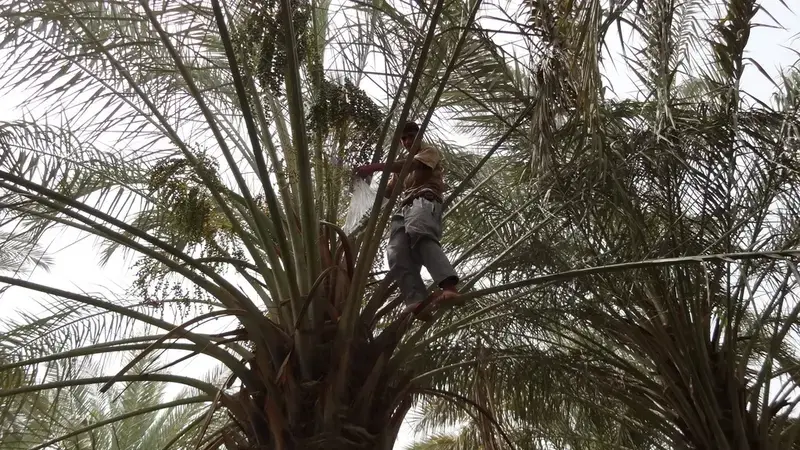 Date Palm Tree