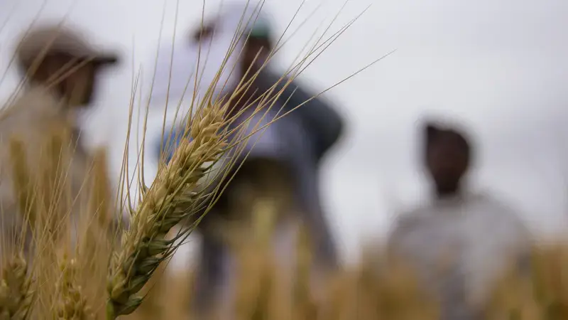 A strand of wheat - Amhara, Ethiopia