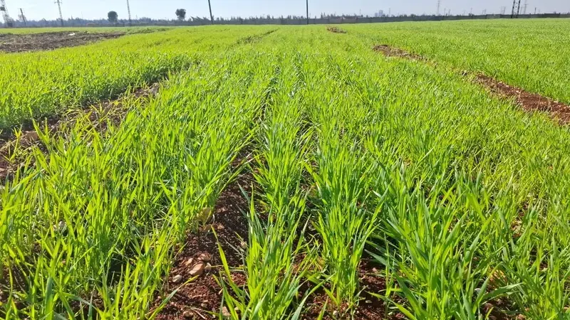 Cham 9 breeder seed, a durum wheat variety, growing at GOSM’s Al-Dar Al-Kabira multiplication plot in Homs, Syria. 