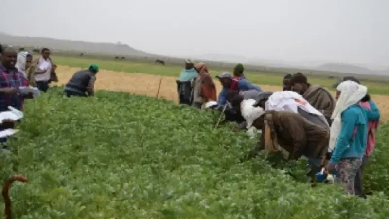 Farmers from Tera and Angolela district evaluating faba bean varieties put to a PVS trial under irrigation at Chacha, Ethiopia, during Belg season, 2015.