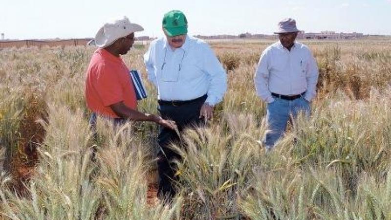 Wheat is a crucial commodity across the world’s dry areas where ICARDA works with national partners to raise productivity and develop new varieties