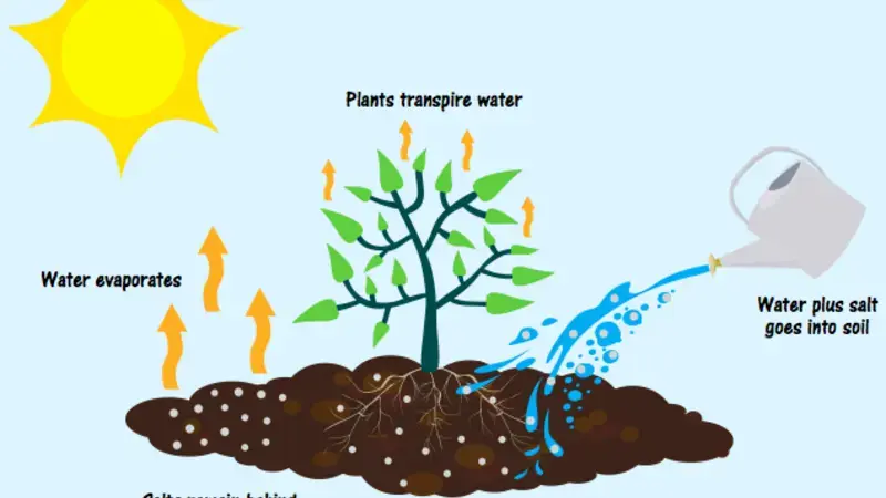 Salt accumulation methods in the root zone of the irrigated land (Credit: WLE).