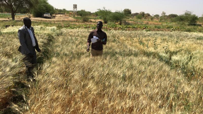 ICARDA scientist developed heat-tolerant durum wheat varieties along the Senegal basin. (Photo credit: Filippo Bassi / ICARDA)