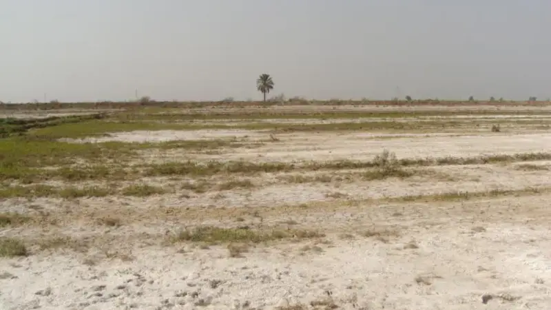 Restoration of agriculture is central component of reconstruction efforts in Iraq.