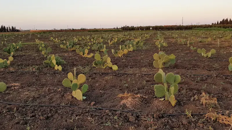 These cactus ecotypes will be used to re-establish cactus plantations ravaged by the pest