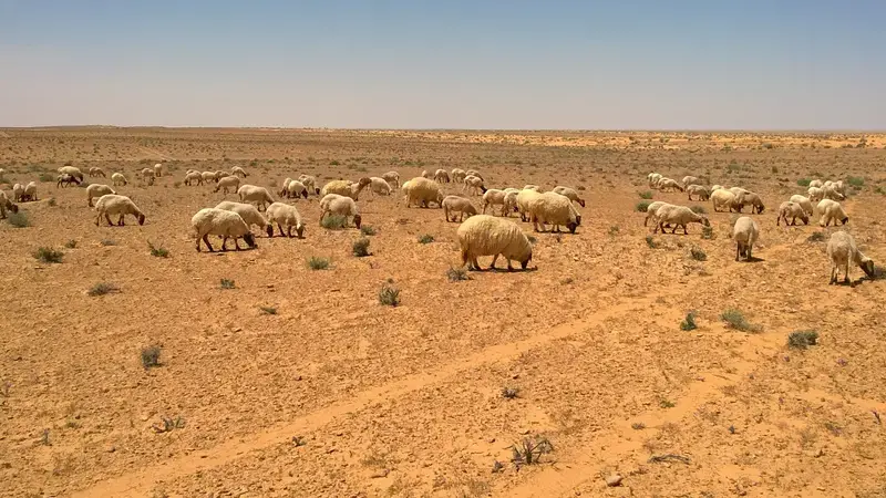 ICARDA and IRA Médenine, national partner, gain insight into rangeland social-ecological systems (Photo: Aymen Frija/ICARDA)