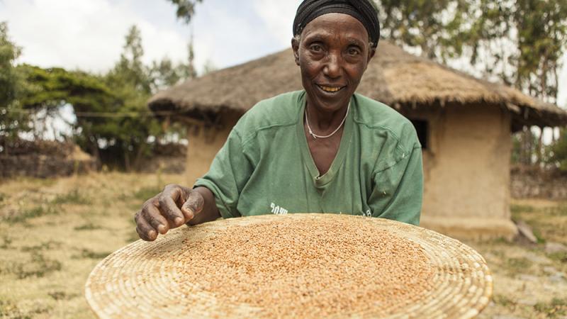 Demekech, a lentil farmer in Ethiopia