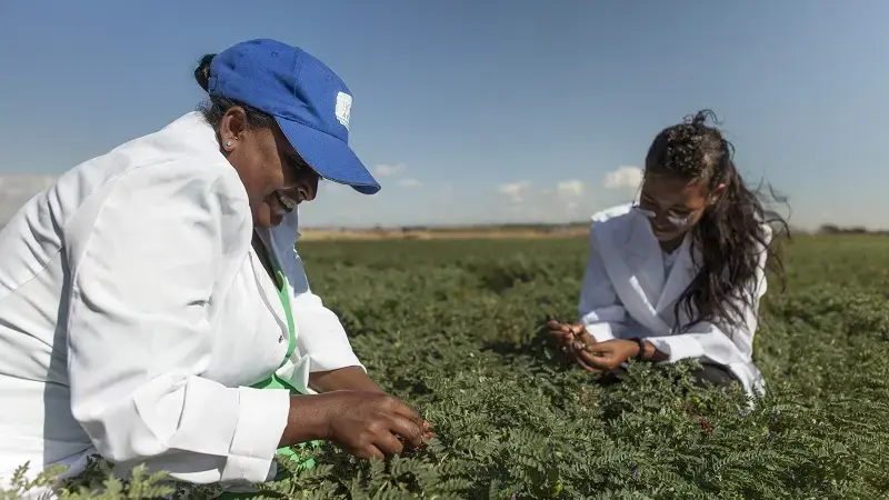 A USAID-supported research partnership with Ethiopia is developing improved crops for Sub-Saharan Africa