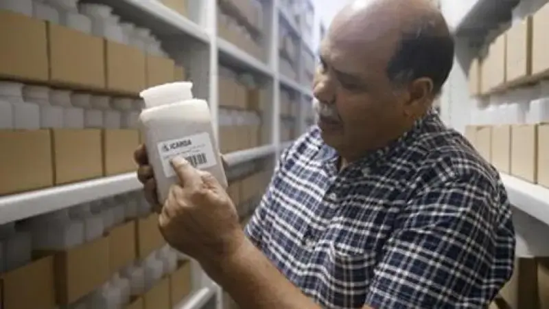 Dr.  Ahmed Amri, head of ICARDA's Genetic Resources Unit, displays seed samples in the Rabat seed bank, Morocco