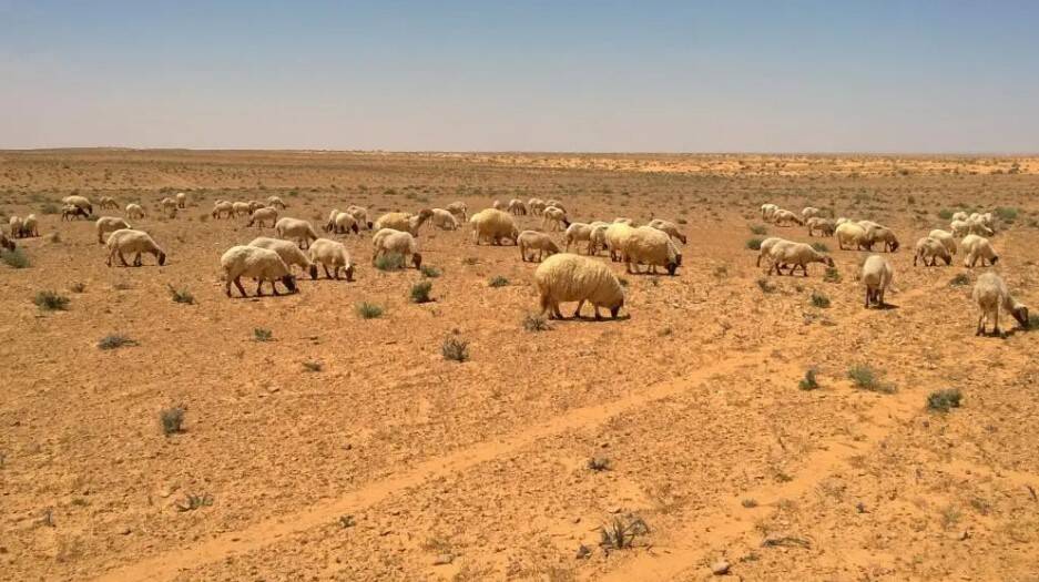 The food pellets restoring degraded rangelands in Tunisia | ICARDA