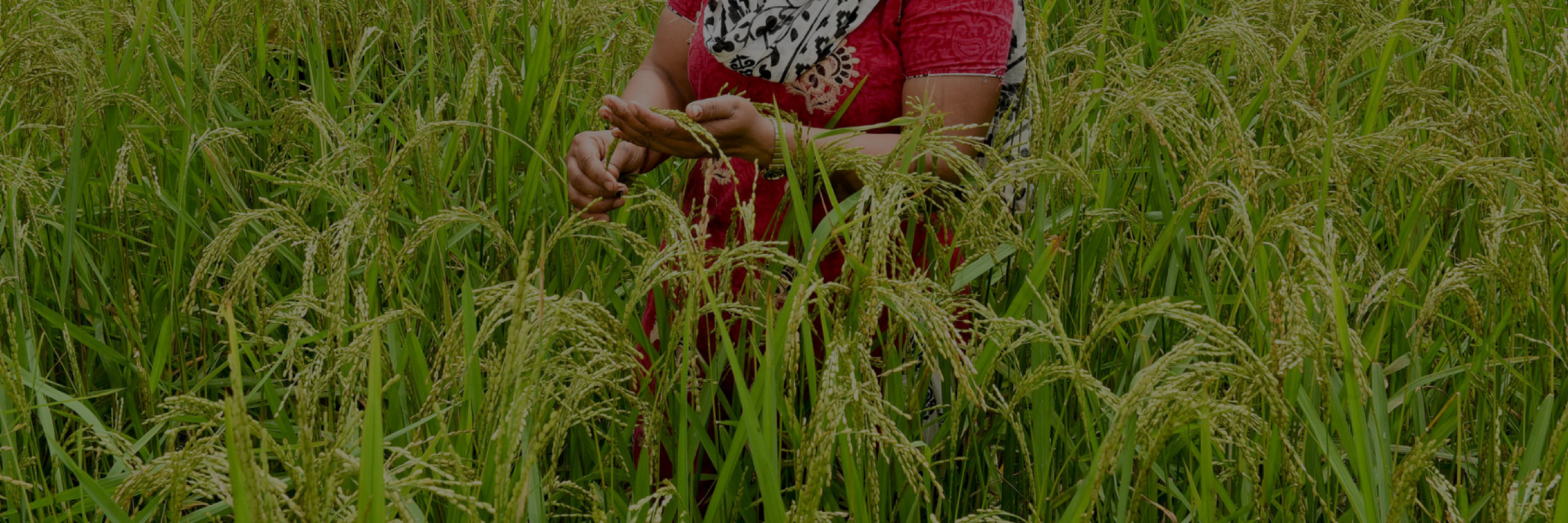 New Perspectives on Agricultural Research in The Dry Areas