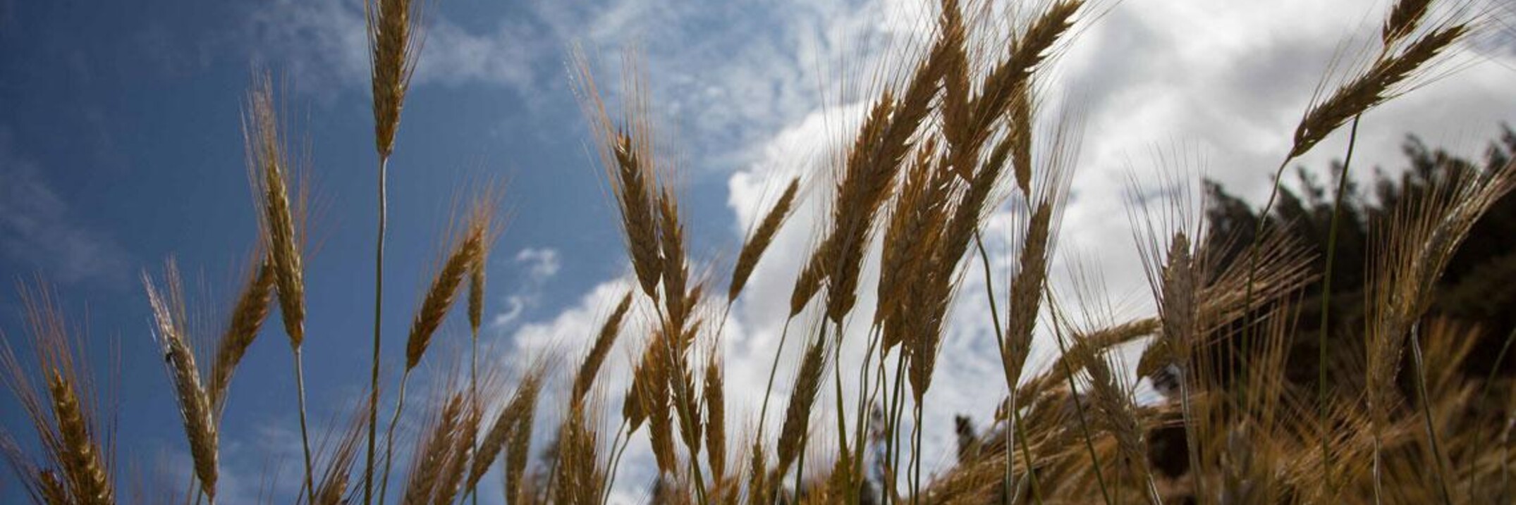 Supplemental irrigation - more crop per drop