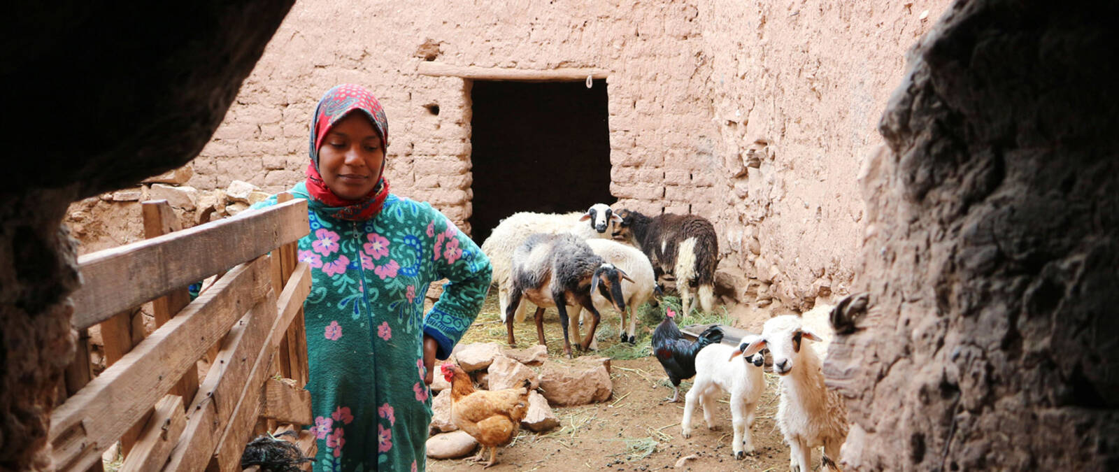 Livestock empowering women farmers