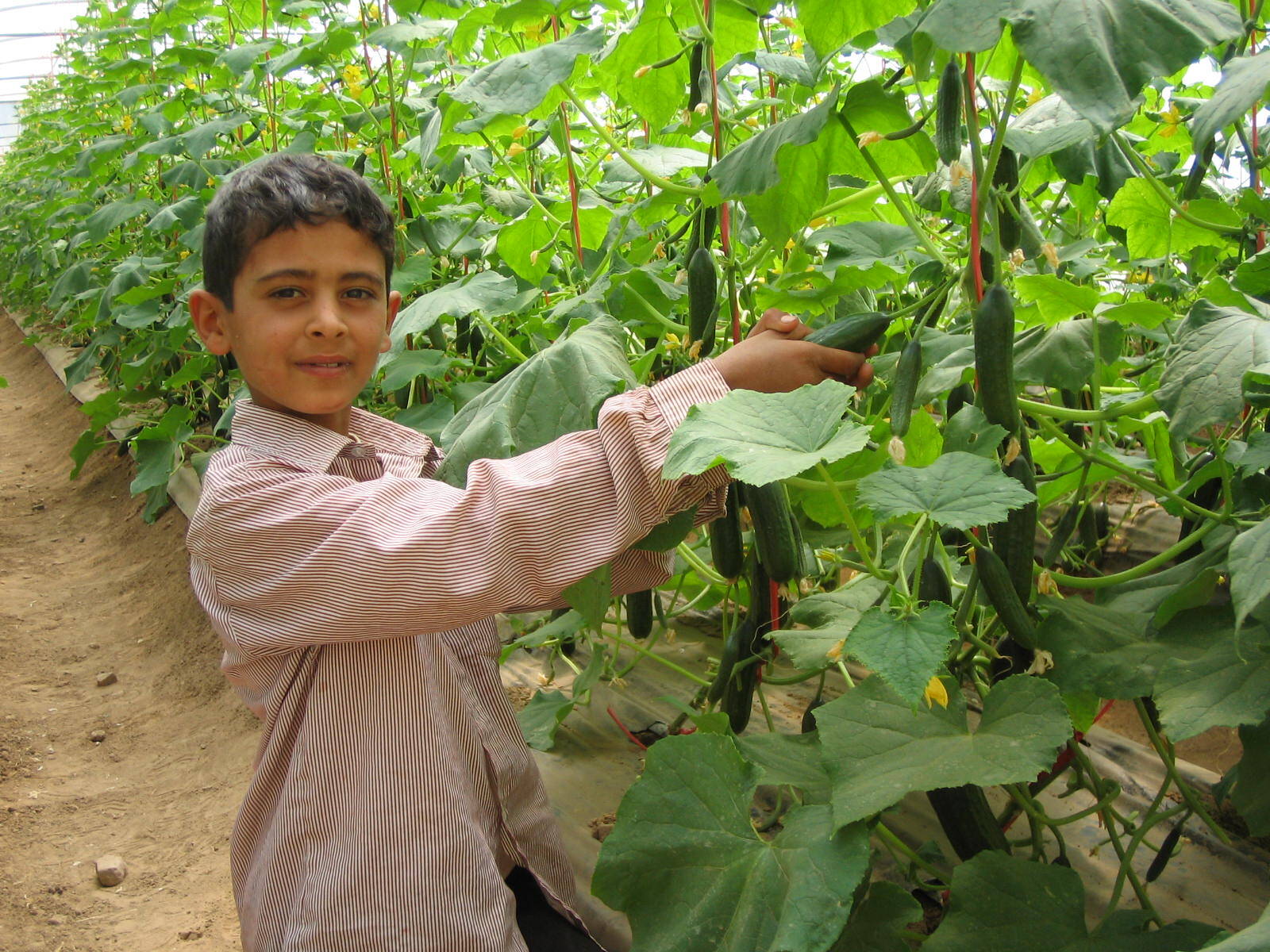 IPPM effect in greenhouse with cucumber in Yemen