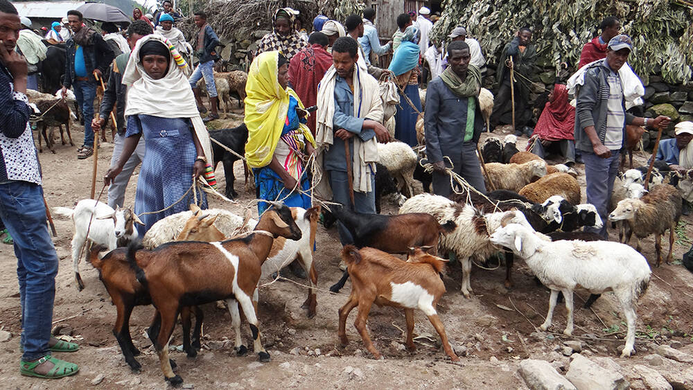 Livestock Market Ethiopia
