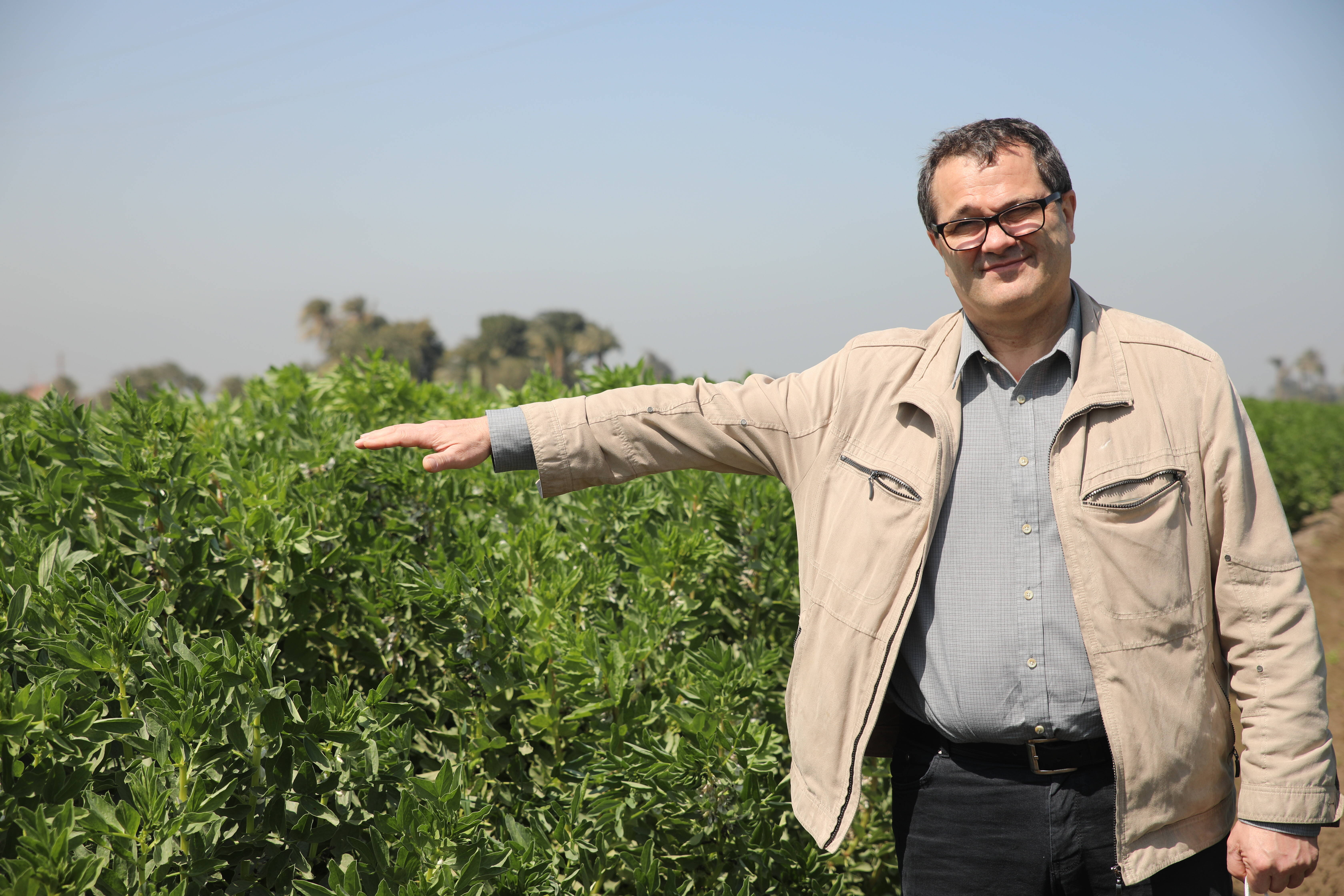 Dr. Michael Baum in faba bean field