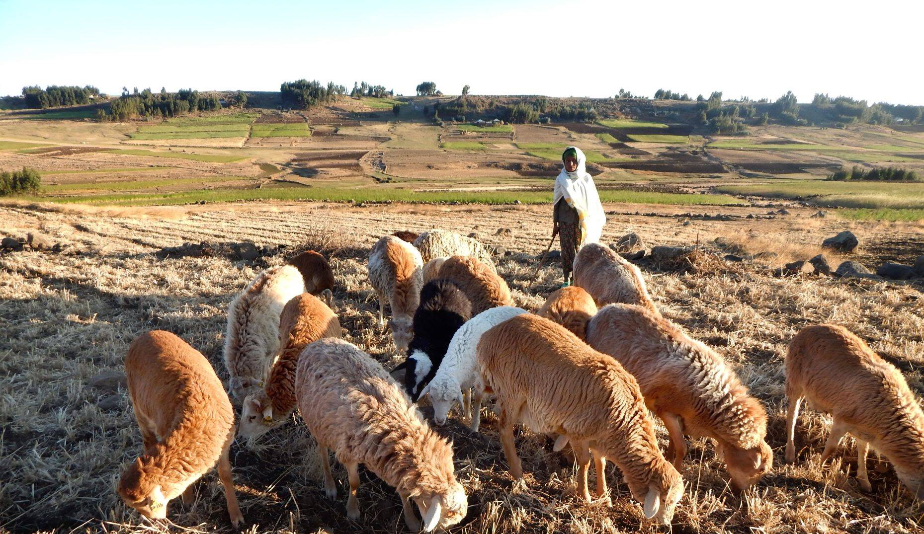 Community-based breeding programs are participatory, relatively cheap and implemented directly by farmers, making them useful to smallholders.