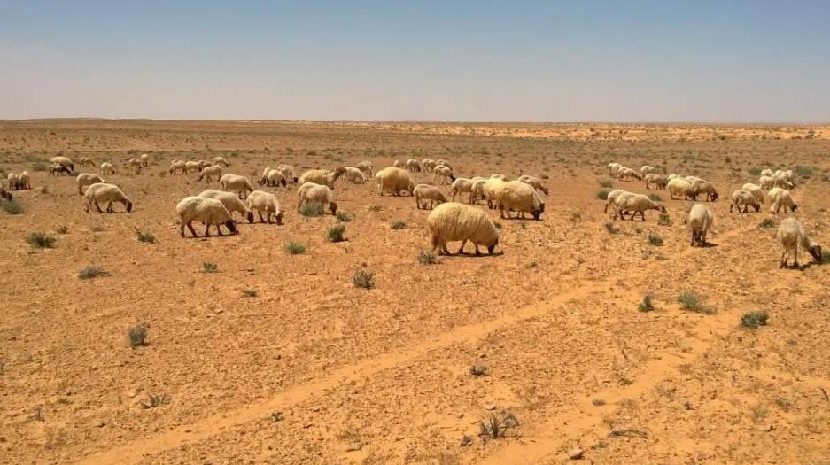 sheep grazing in Tunisia's rangelands