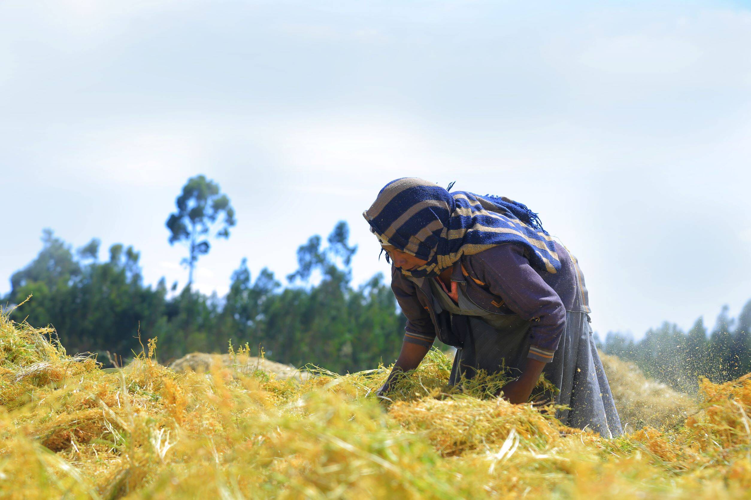 Female farmer after the lentil harvest, Central Ethiopia