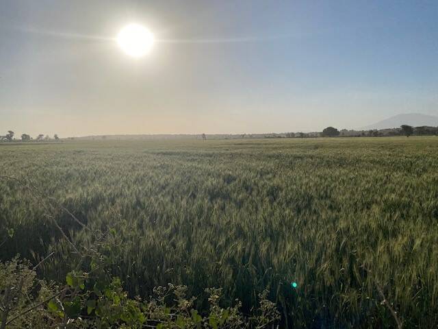 Wheat field in Ethiopia