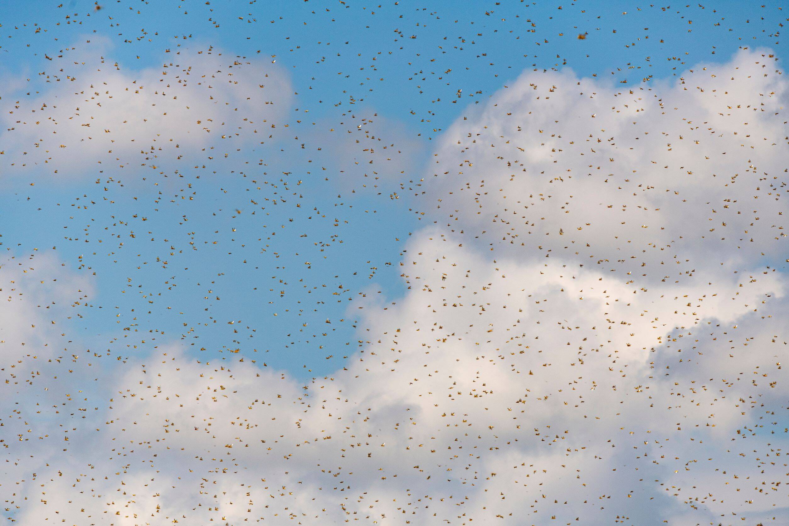 A swarm of desert locusts