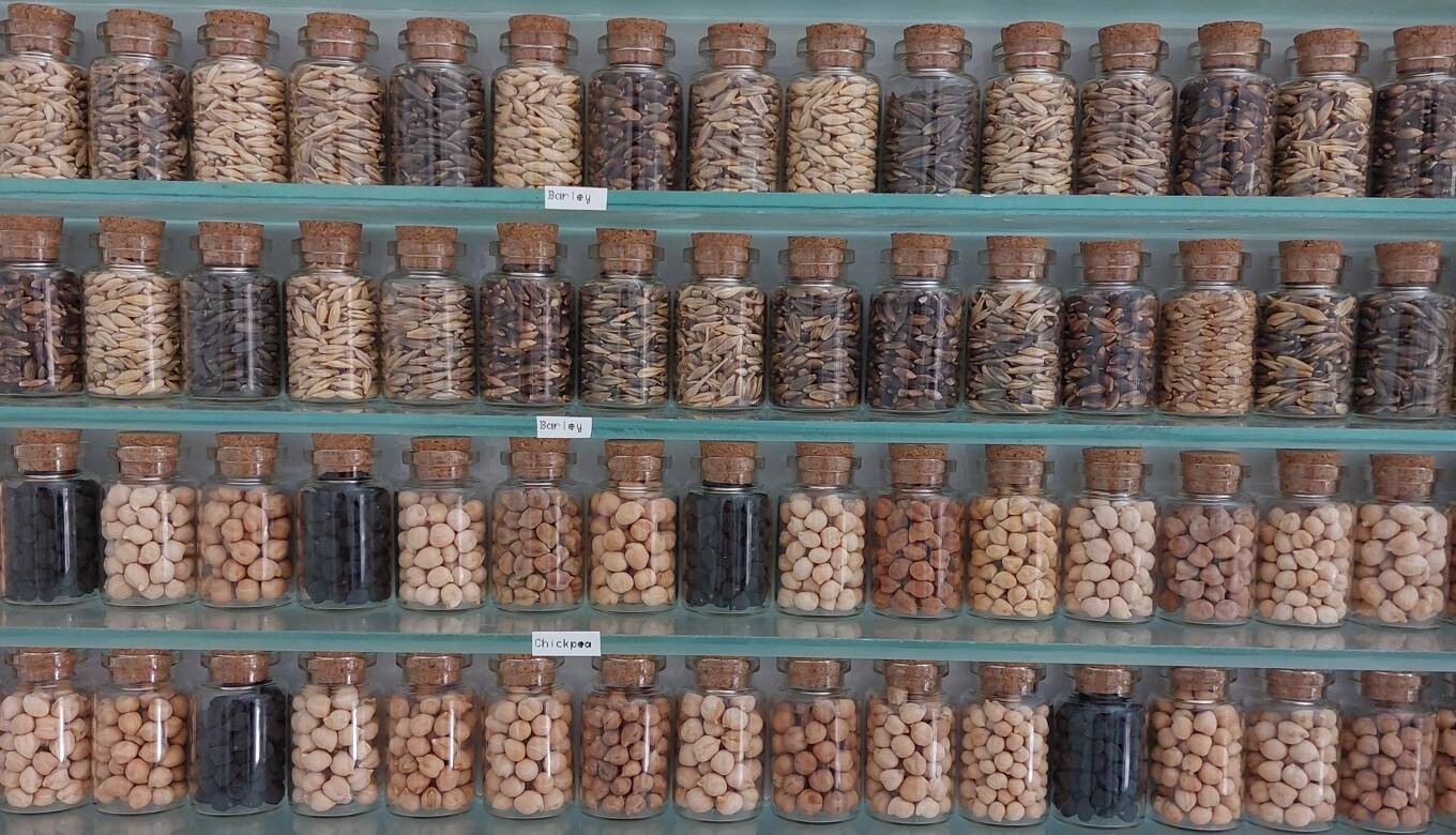 A wall cabinet filled with seed samples by the entrance of the genebank in Morocco