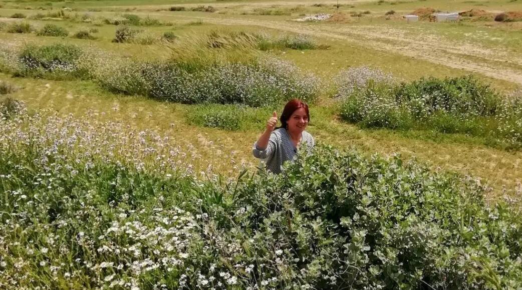 Scientist Mira Haddad poses amid native shrubs of reintroduced Artiplex halimus and other wild grasses on the rehabilitated rangeland site (Middle Badia, Jordan)