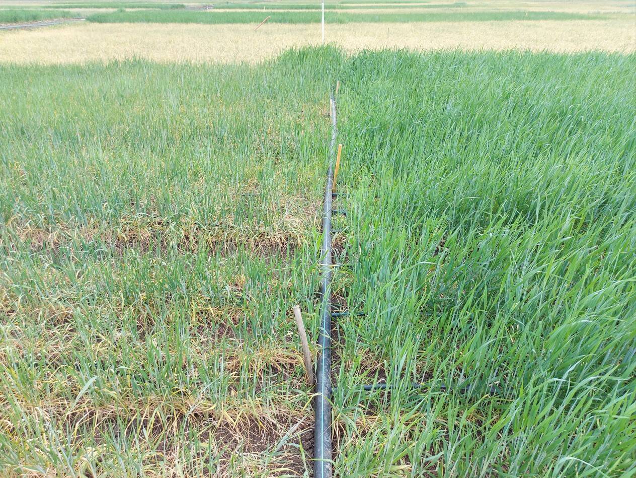 Supplemental irrigation