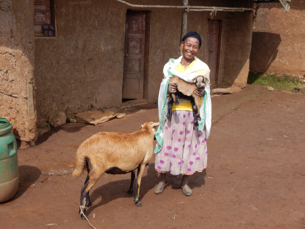Smiling Ayelech and Bonga Sheep