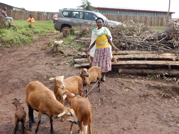 Ayelech and her livestock