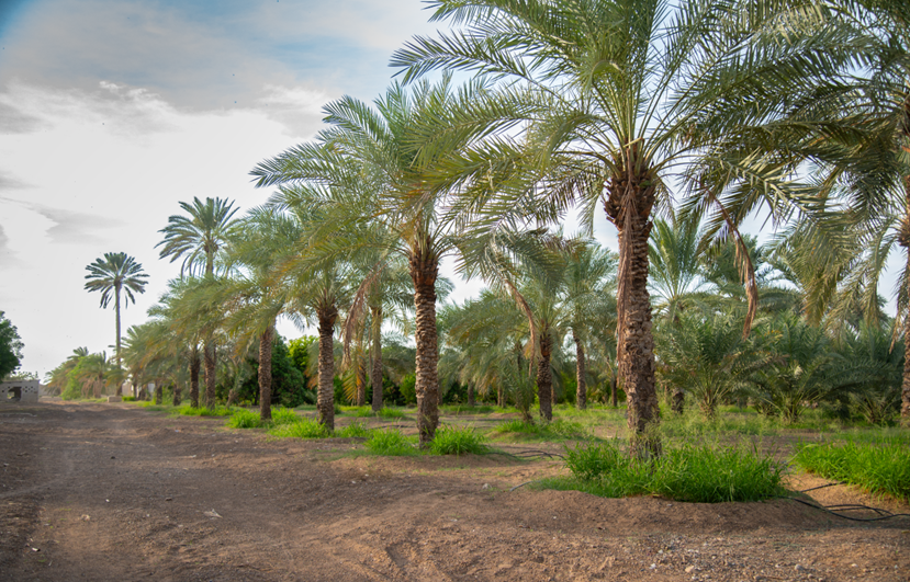 date_palm-1.png