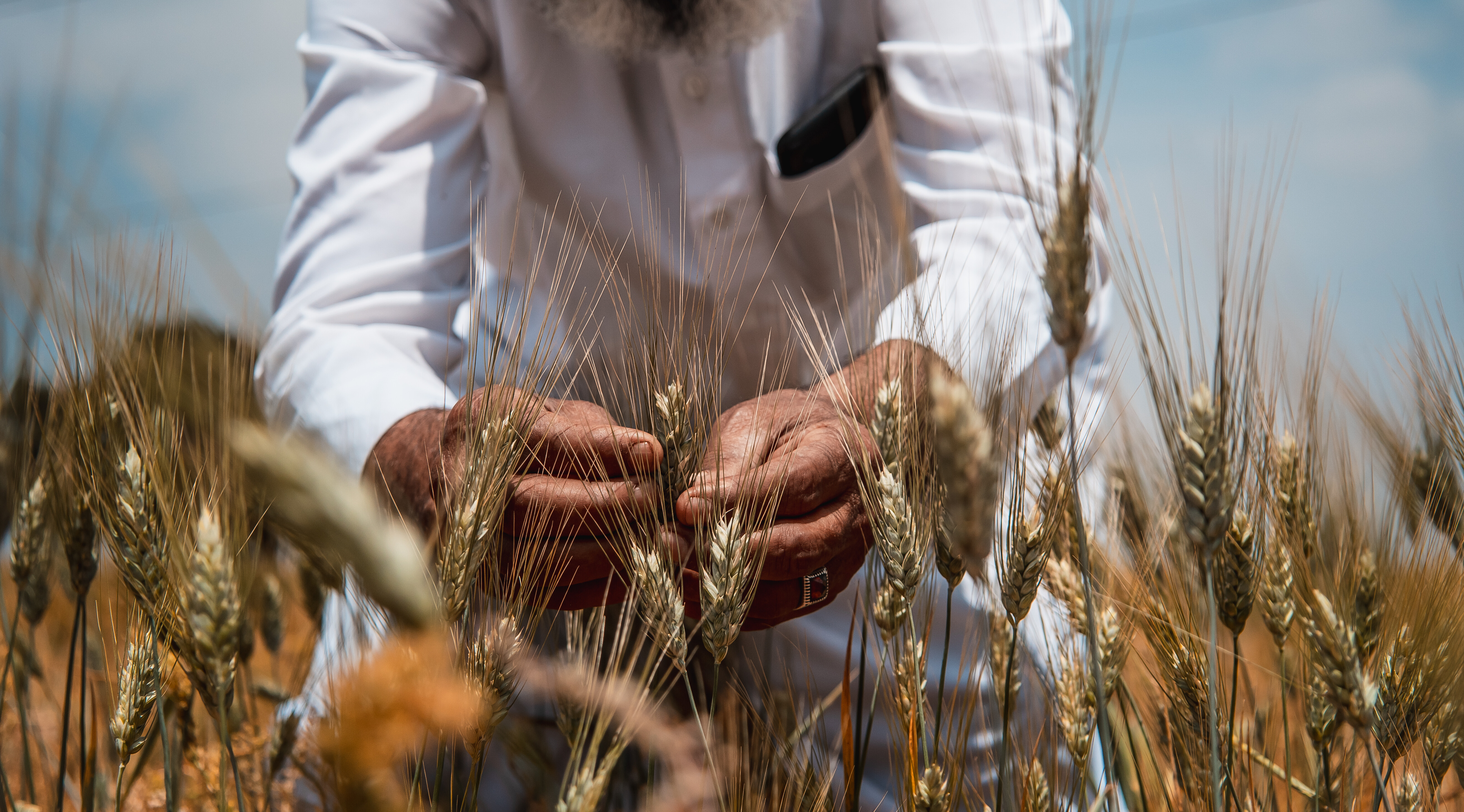bold_durum_wheat_morocco_3b_ahmed_ismaili_crop_trust.jpg