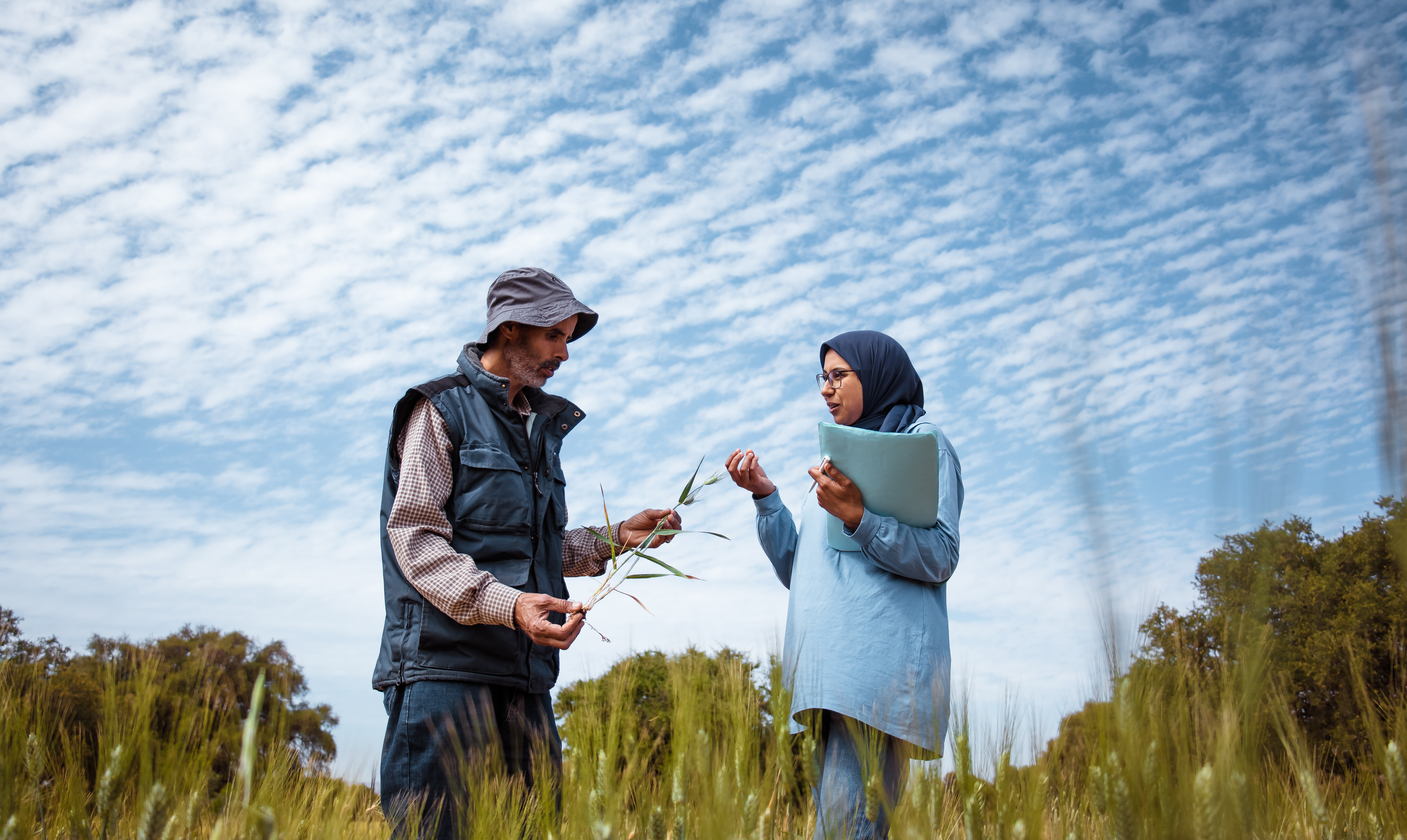 bold_durum_wheat_morocco_5_ahmed_ismaili_crop_trust.jpg