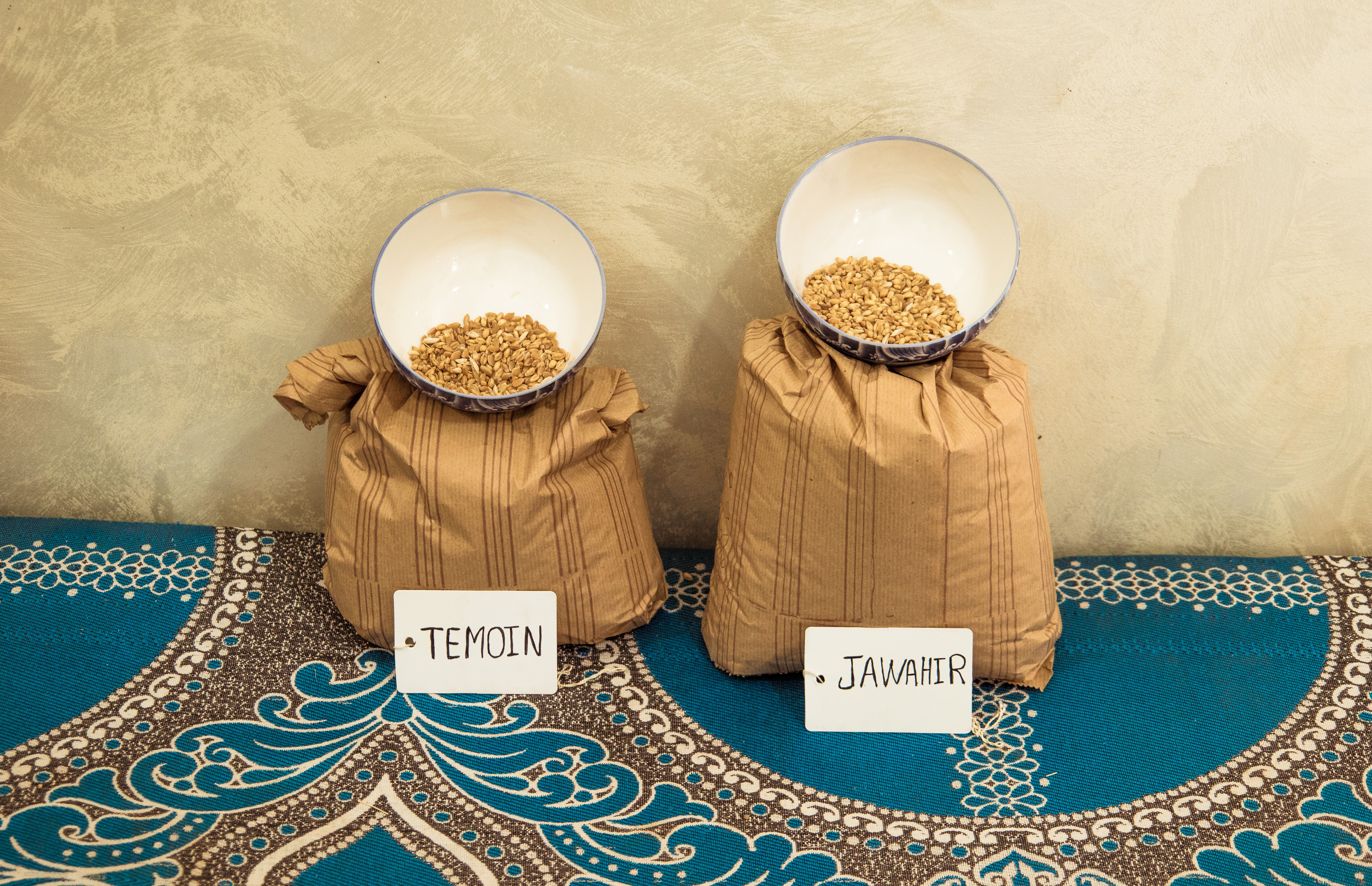 bold_durum_wheat_morocco_6_ahmed_ismaili_crop_trust.jpg