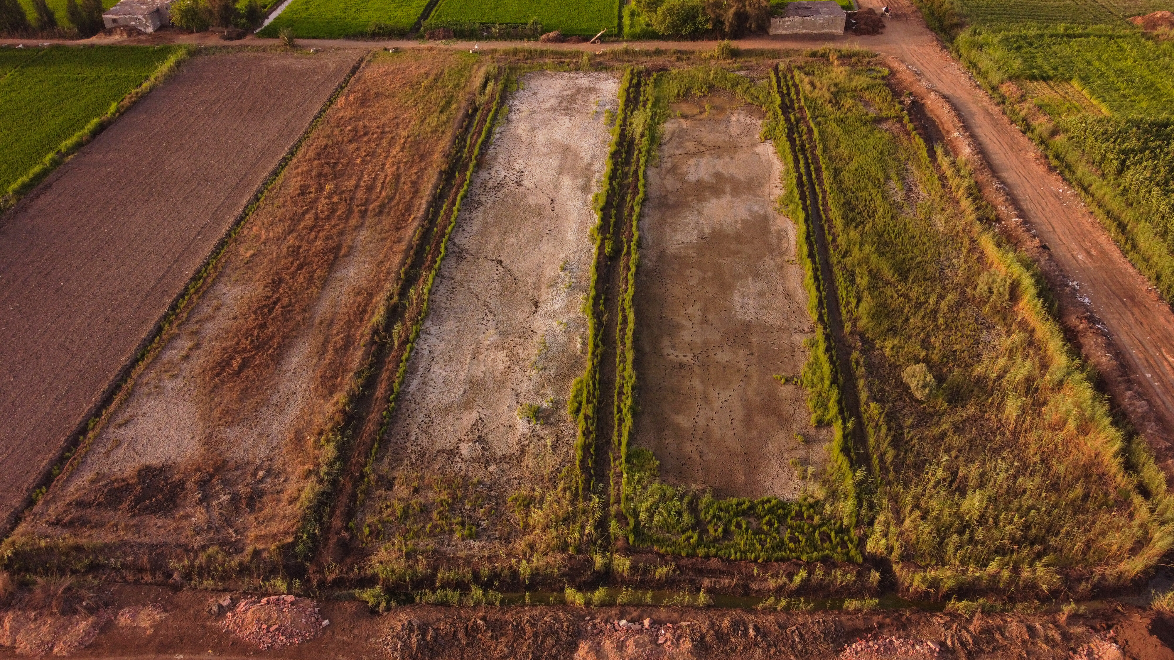 Saline land, Kafr El-Sheikh, Egypt. Photo: Ahmed El Sheemy/ICARDA 