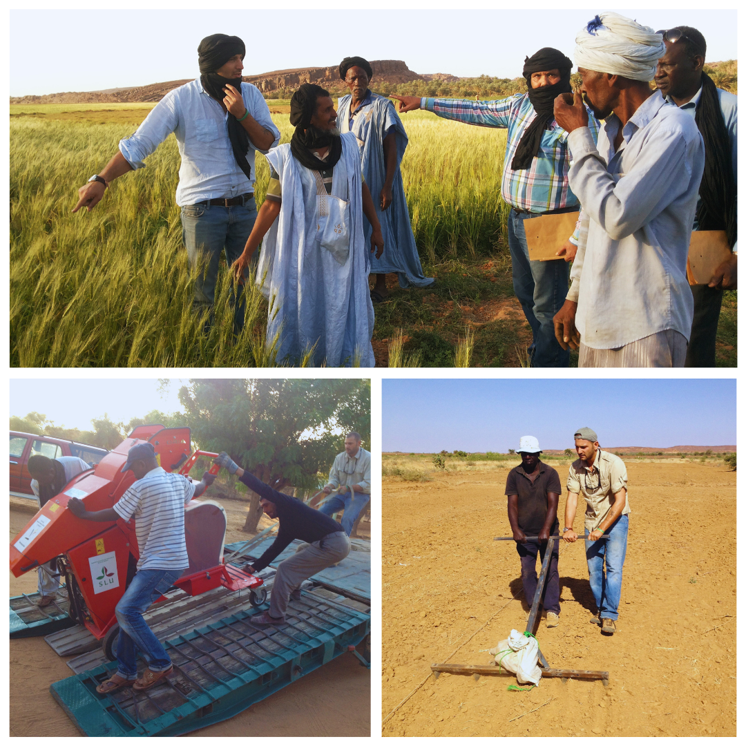 Delivery of equipment and training of technical staff in basic wheat research