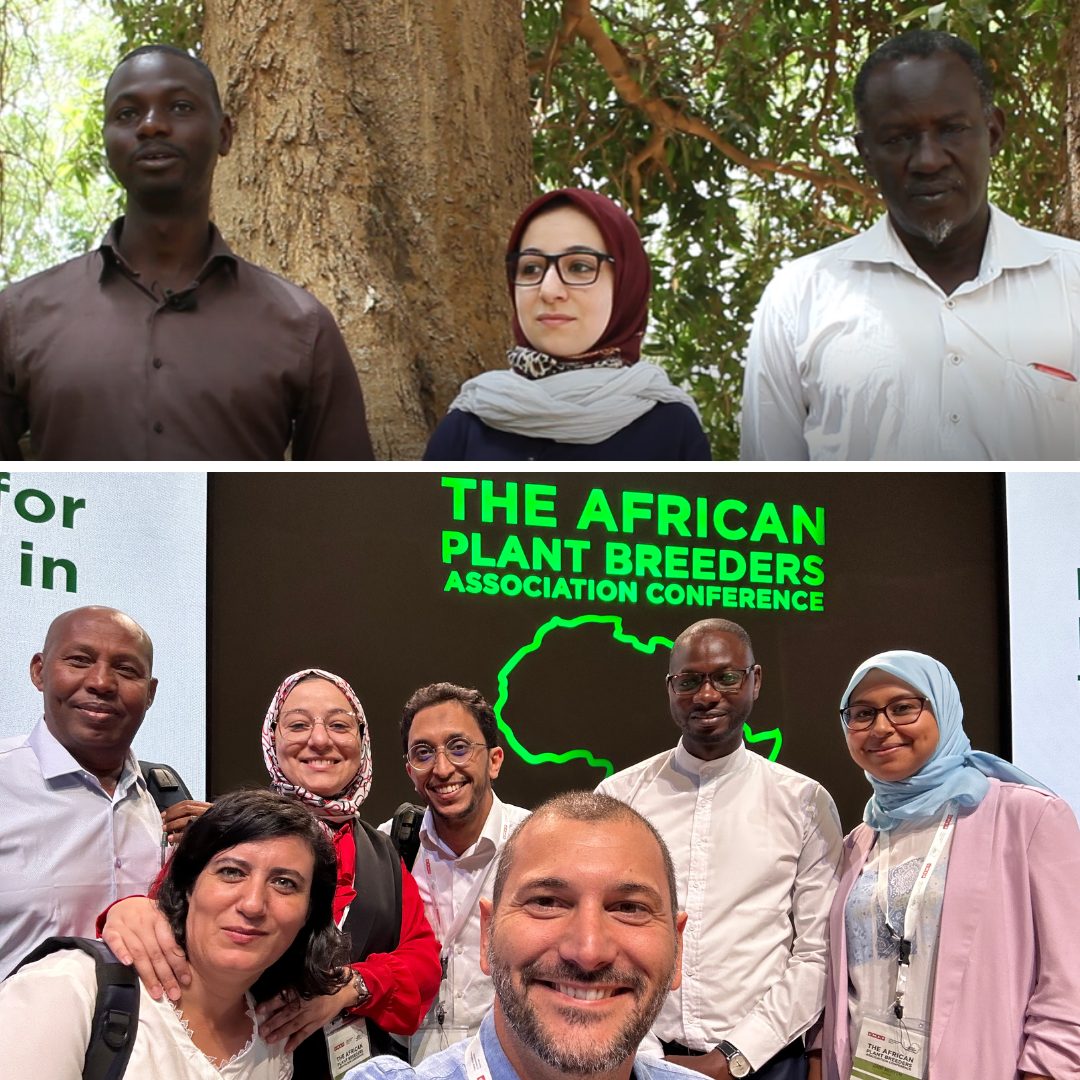 PhD candidates Amadou T. Sall (Senegal), Hafssa Kabbaj (Morocco), and Habibou Gueye (Mauritania) in 2015 (top) and in 2023 (bottom), presenting their research at the African Plant Breeders Conference