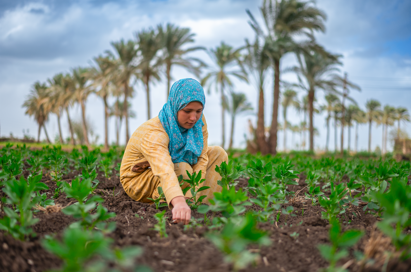 Woman farmer weeding her land. Photo: Ahmed ElSheemy/ICARDA