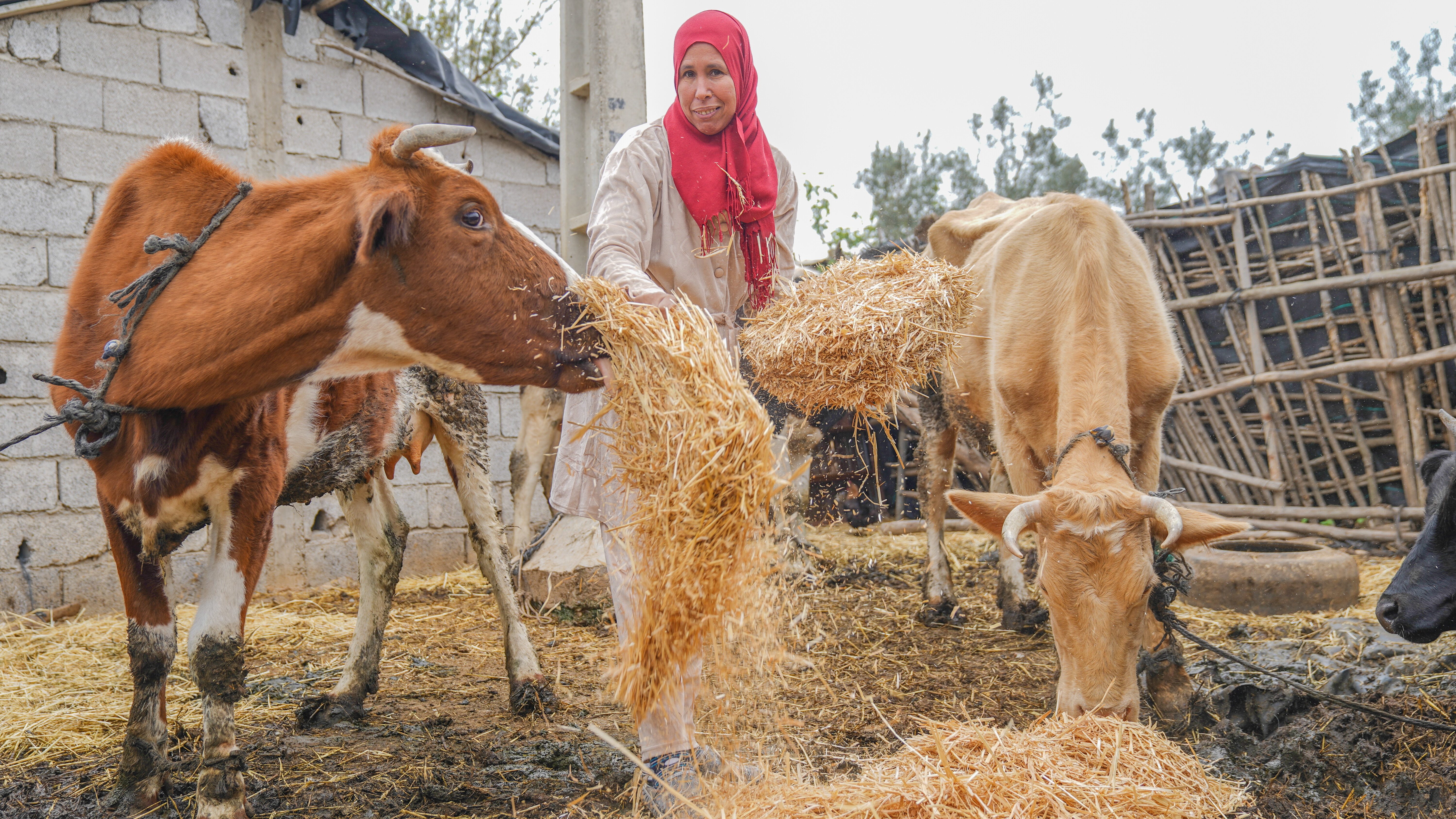 Woman farmer harvesting crops. Photo: Adnane Azizi/ICARDA
