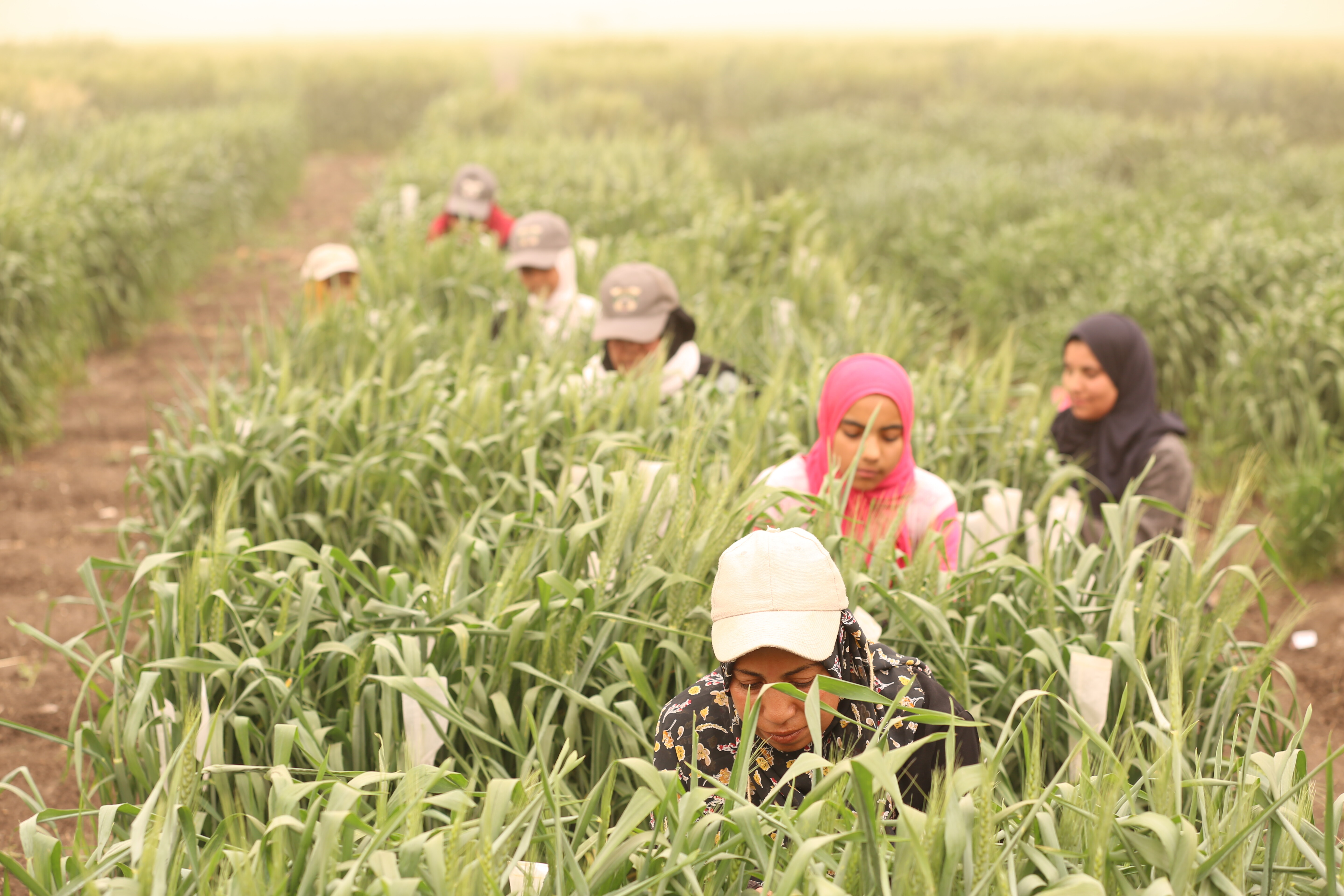 Women farmers in a wheat field in Beni Sueif, Egypt. Photo: Roni Ziade/ICARDA