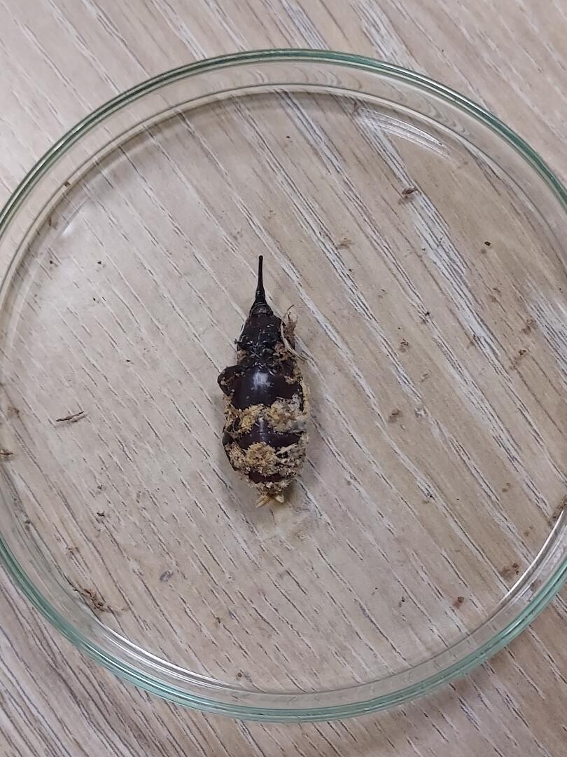 The entomopathogenic fungus Beauverai bassiana on RPW – Hamraniyah Research Center, UAE.