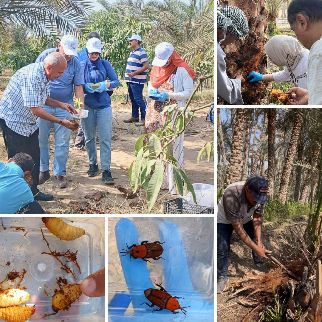 Microbiome study in Badrasheen, Ismalia, Egypt.