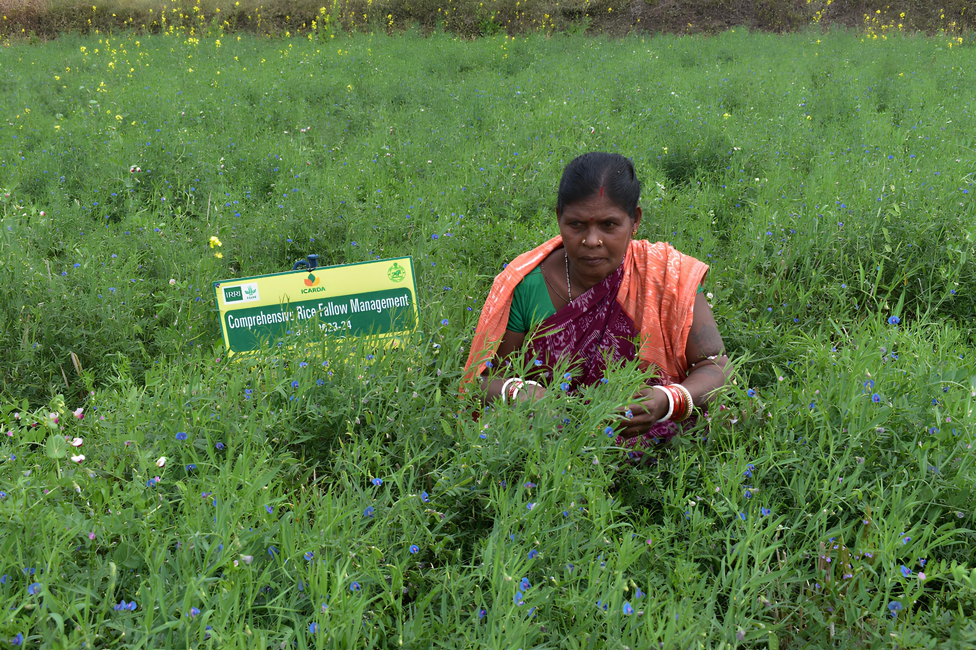 Farmer in an ICARDA grasspea trial field