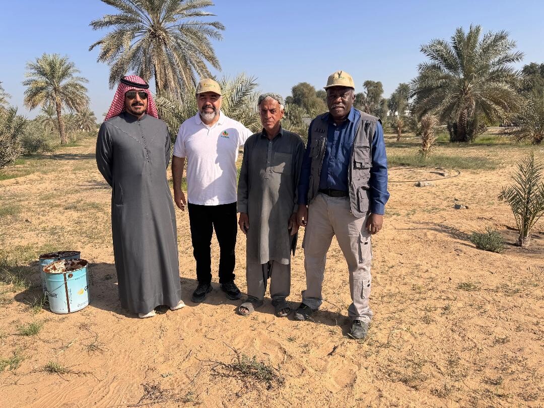 Mohamed Abdallah Khalfan and a farm worker with ICARDA’s Dr. Hamadttu Shafei and Dr. Arash Nejatian on his farm in Al Khawaneej, Dubai.