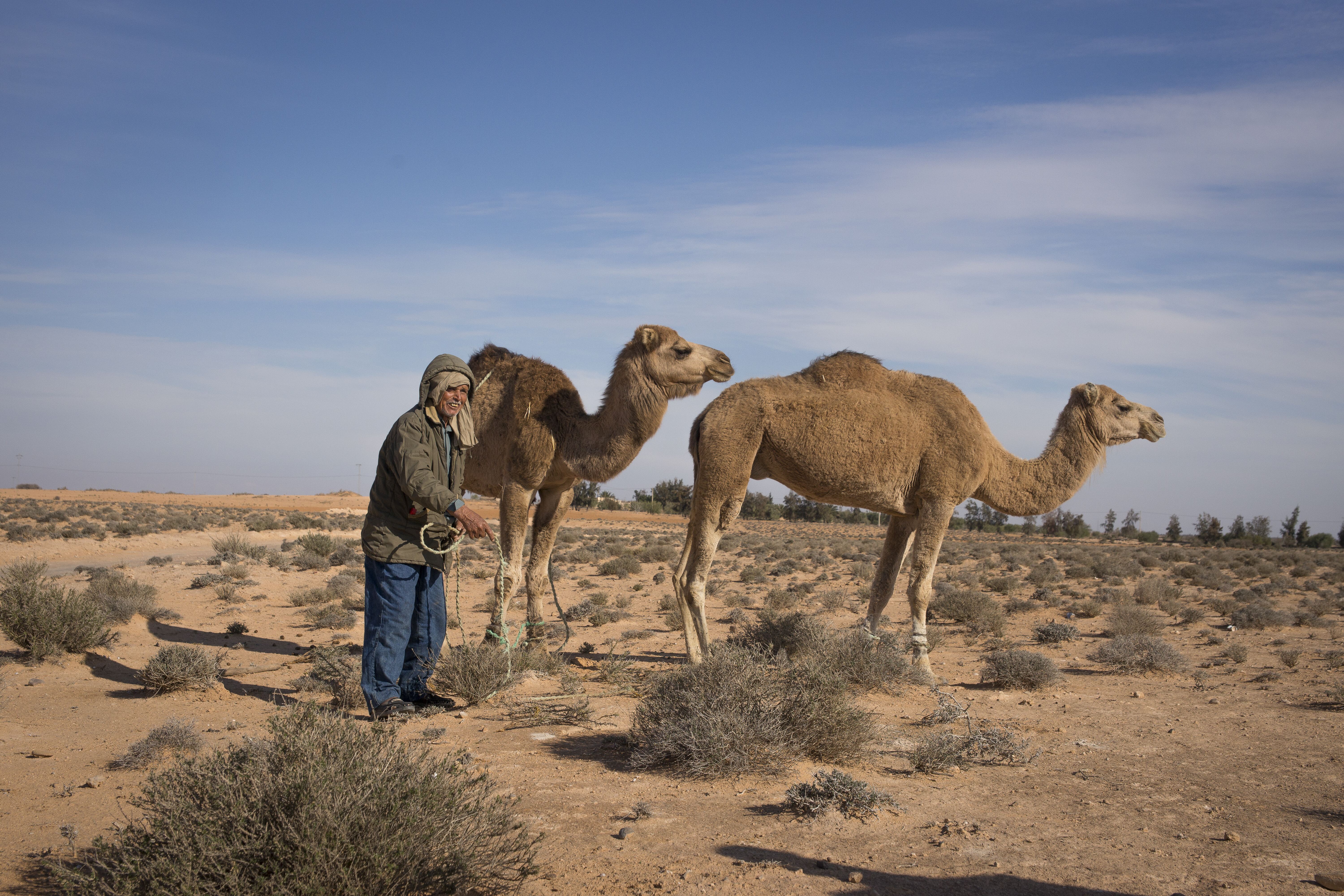 Camels grazing in Tunisia’s rangelands under the care of a pastoralist. Photo: CGIAR/ICARDA.