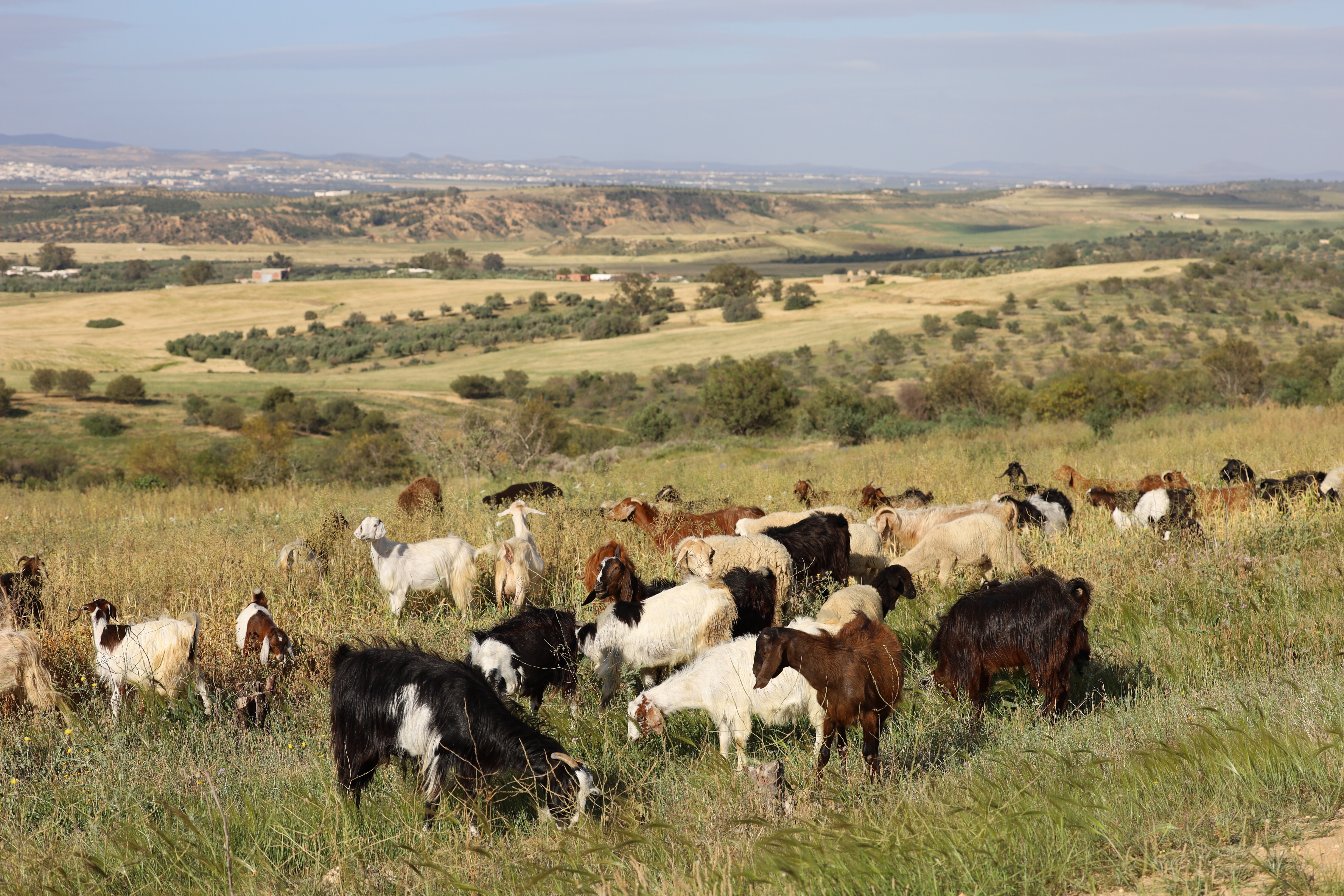 Livestock grazing in a silvopasture site in Tunisia. Photo credit: Mounir Louhaichi/ICARDA
