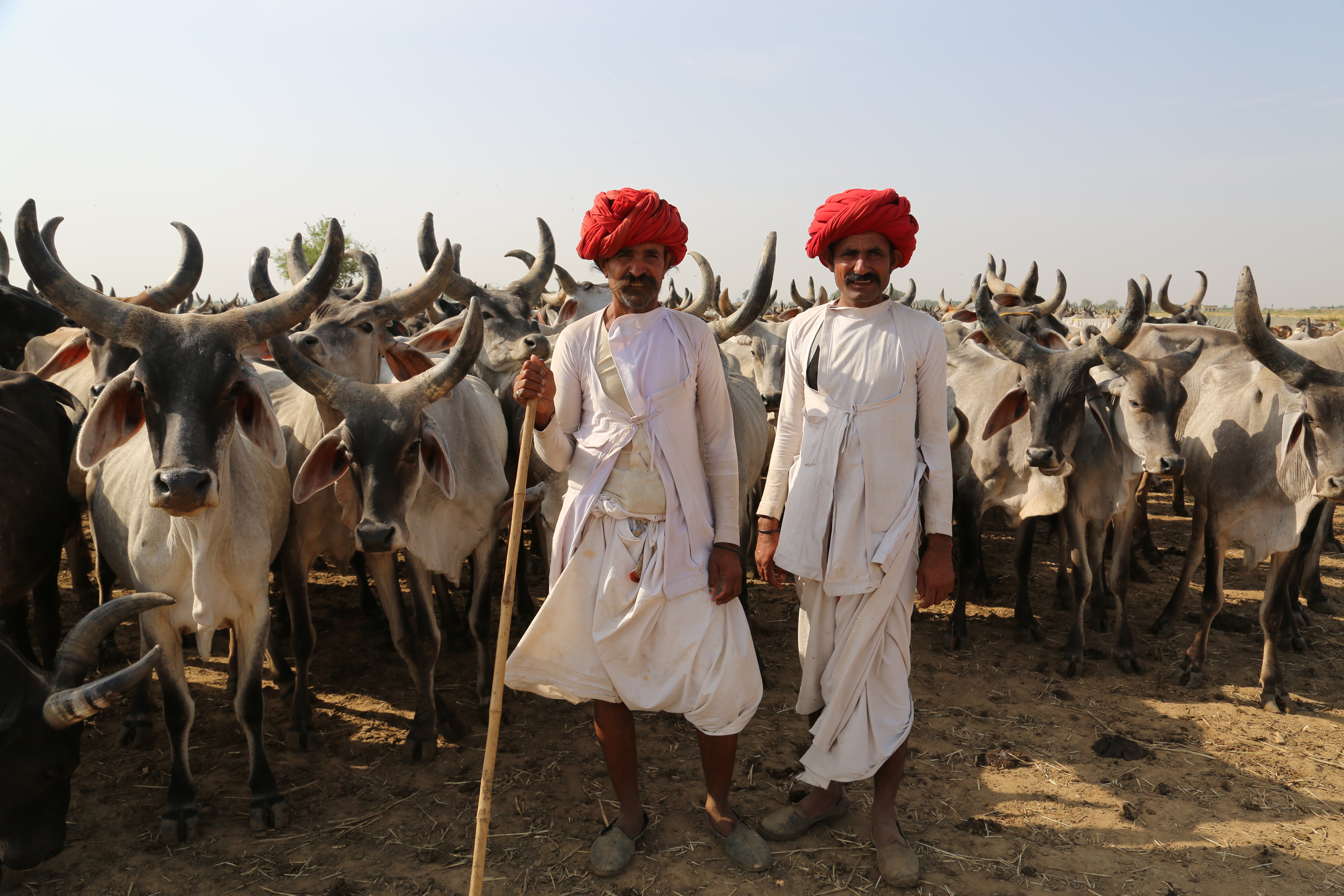 Raika pastoralists in Rajasthan, India move their flocks across dryland landscapes in search of water and seasonal forage. – Photo: ICARDA