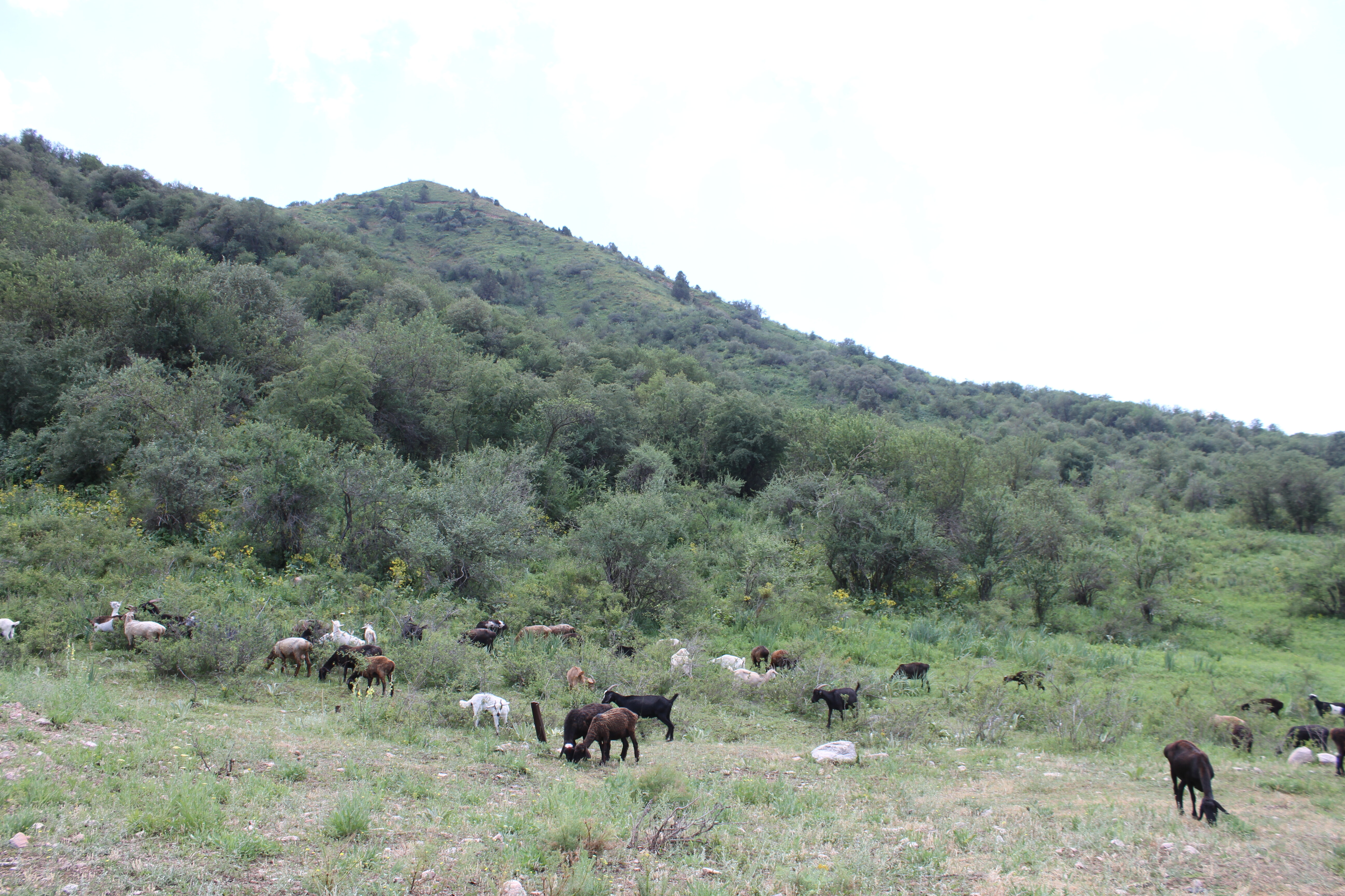 Rangeland in Uzbekistan. Photo: Ms. Sanobar Khudaybergenova/CACILM
